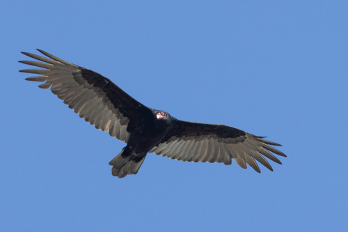 Turkey Vulture