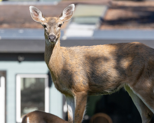 Mule Deer