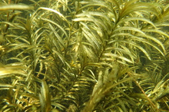 Potamogeton robbinsii