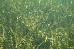 Potamogeton robbinsii