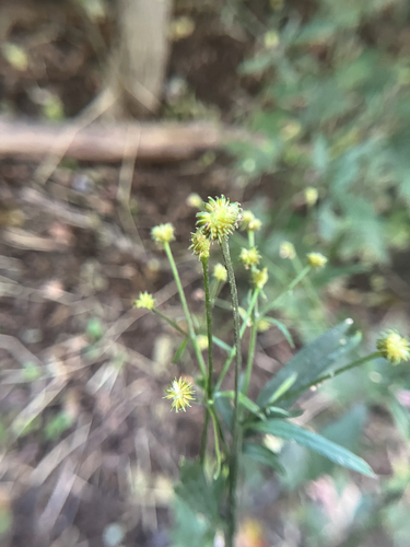 Ranunculus recurvatus, photograph 3
