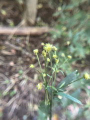 author not stated, no rights reserved Ranunculus recurvatus, photograph author not stated, no rights reserved