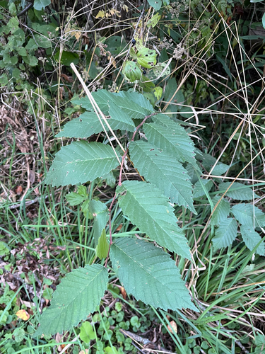 Ulmus americana, photograph 5
