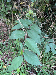 Ulmus americana, photograph (c) Andrew Sebastian, some rights reserved (CC BY)