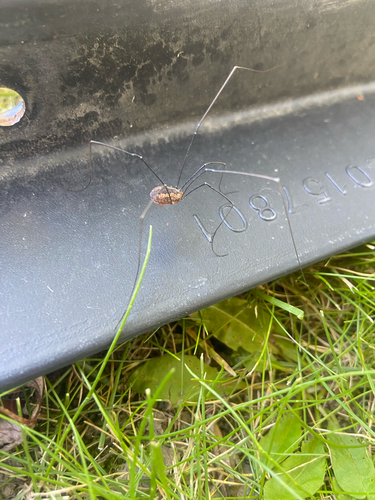 Banded Harvestman