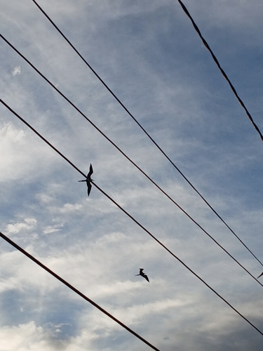 Magnificent Frigatebird