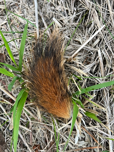 American Red Squirrel