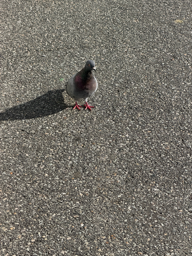 Feral Pigeon