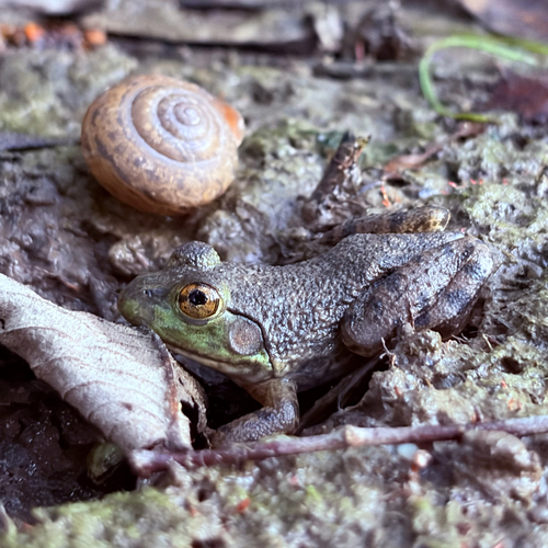 American Bullfrog