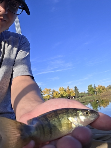 Yellow Perch