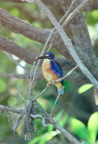 Azure Kingfisher