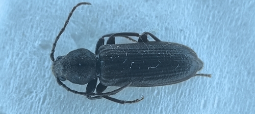 Black Spruce Borer
