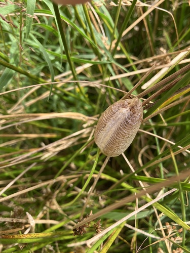 European Mantis