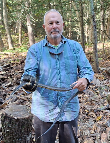 Central Ratsnake