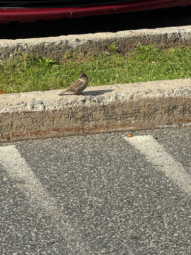 House Sparrow