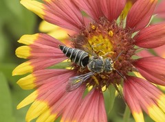 Synocoelioxys