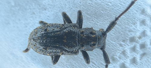 Mesosa myops