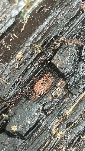 Nearctodesmus insulanus
