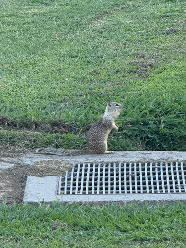 California Ground Squirrel