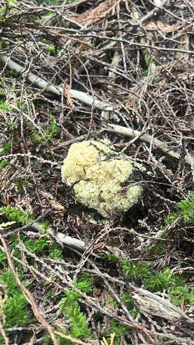 Western cauliflower mushroom