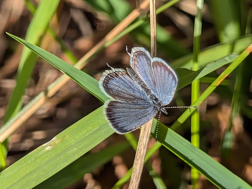 Eastern Tailed-Blue