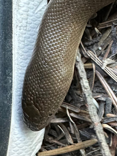 Northern Rubber Boa