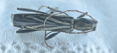 Rhabdoclytus acutivittis