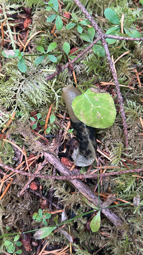 Pacific Banana Slug