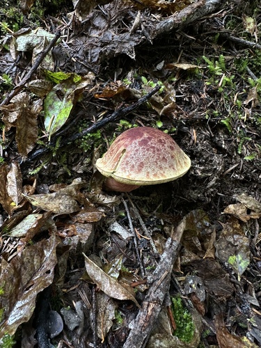 Smith's Bolete
