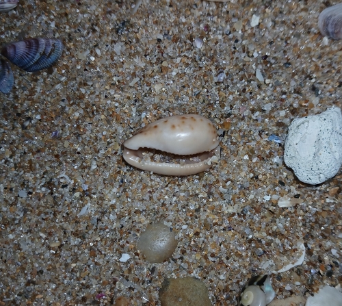 Notocypraea comptonii observed 2026-09-24