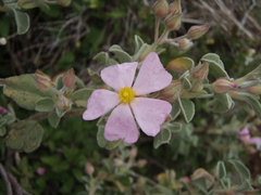 Cistus parviflorus