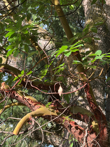 Pacific madrone