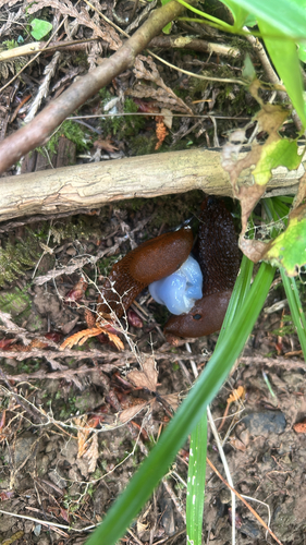 Black Slug