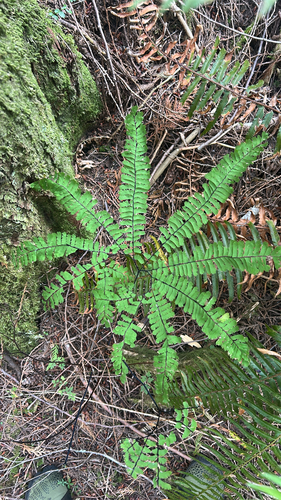 western maidenhair fern
