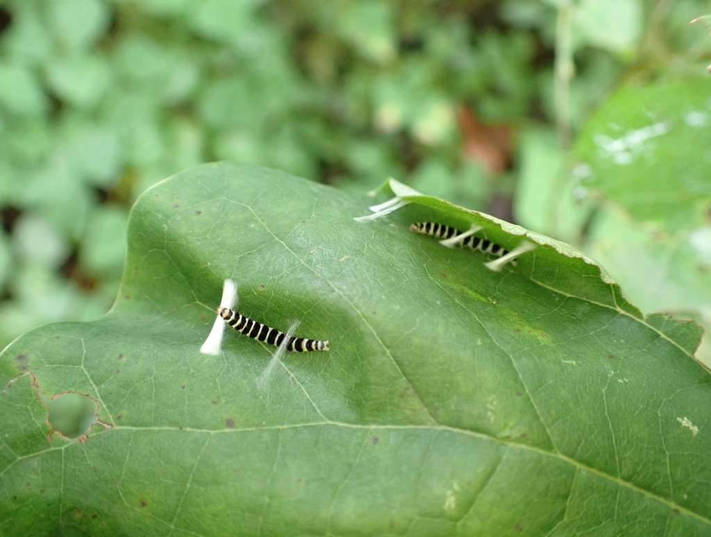 Redbud Leaffolder Moth