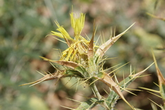 Carthamus oxyacantha