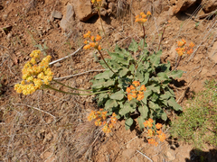 Eriogonum compositum