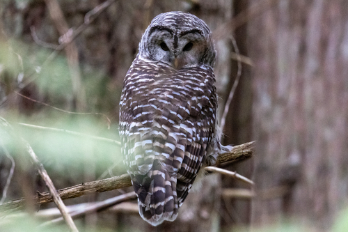 Barred Owl