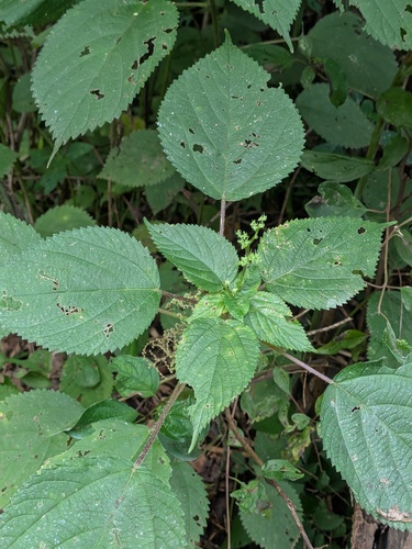 Laportea canadensis, photograph 5