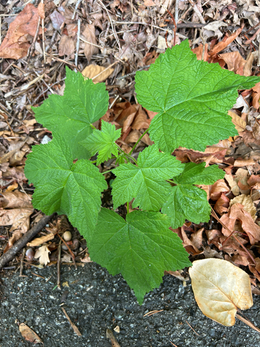 thimbleberry