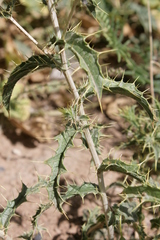 Carthamus oxyacantha