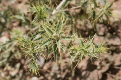 Carthamus oxyacantha