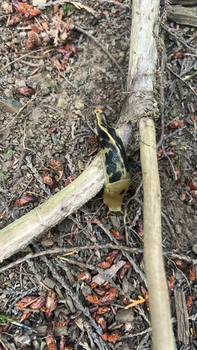 Pacific Banana Slug