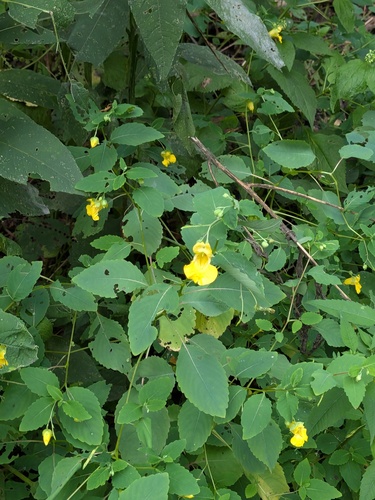 Impatiens pallida, photograph 5