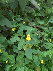 Impatiens pallida, photograph (c) Michael, Antoni and Nihat Hinczewski, some rights reserved (CC BY)