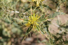 Carthamus oxyacantha