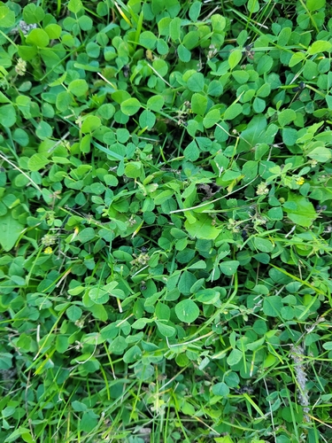 Black Medick