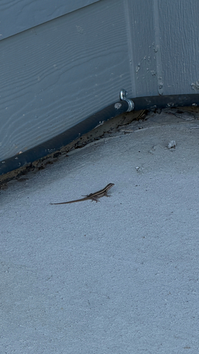 Rose-bellied Lizard