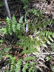 Cystopteris bulbifera
