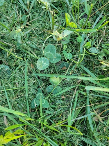 white clover
